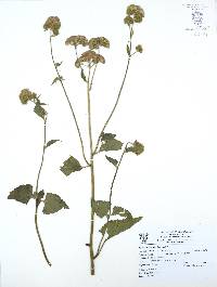 Ageratina adenophora image