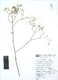 Cyanthillium cinereum image