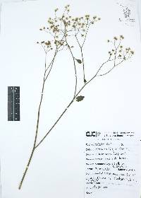 Cyanthillium cinereum image
