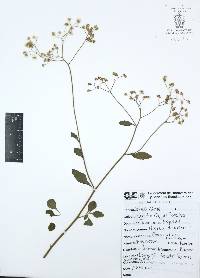 Cyanthillium cinereum image