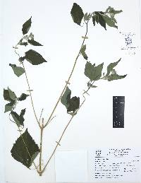 Lagascea mollis image