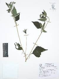 Lagascea mollis image