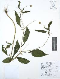 Melampodium divaricatum image
