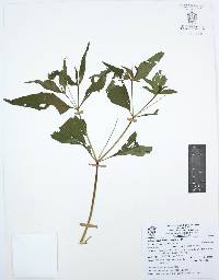Melampodium divaricatum image