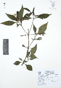 Melampodium divaricatum image