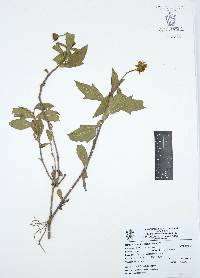 Melampodium divaricatum image
