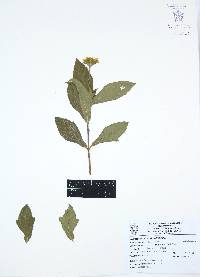 Melampodium divaricatum image