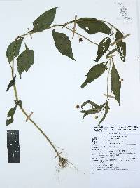 Melampodium divaricatum image