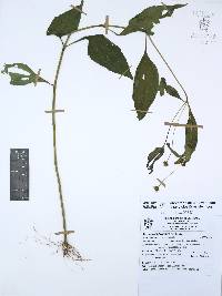 Melampodium divaricatum image