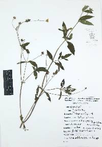 Melampodium divaricatum image