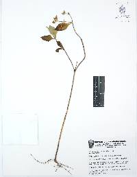 Melampodium perfoliatum image