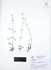 Oxypappus scaber image