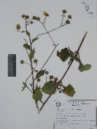 Simsia amplexicaulis image