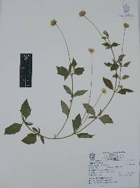 Tridax procumbens image