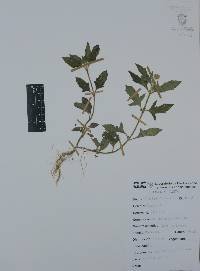 Tridax procumbens image