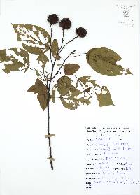Bixa orellana image