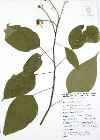 Bixa orellana image