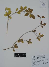 Bucida buceras image