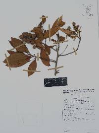 Conocarpus erectus image
