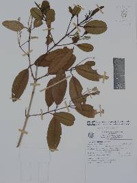 Laguncularia racemosa image