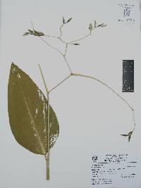 Thalia geniculata image