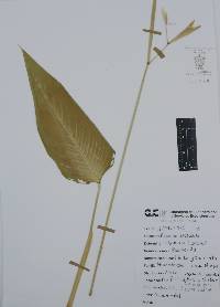Thalia geniculata image