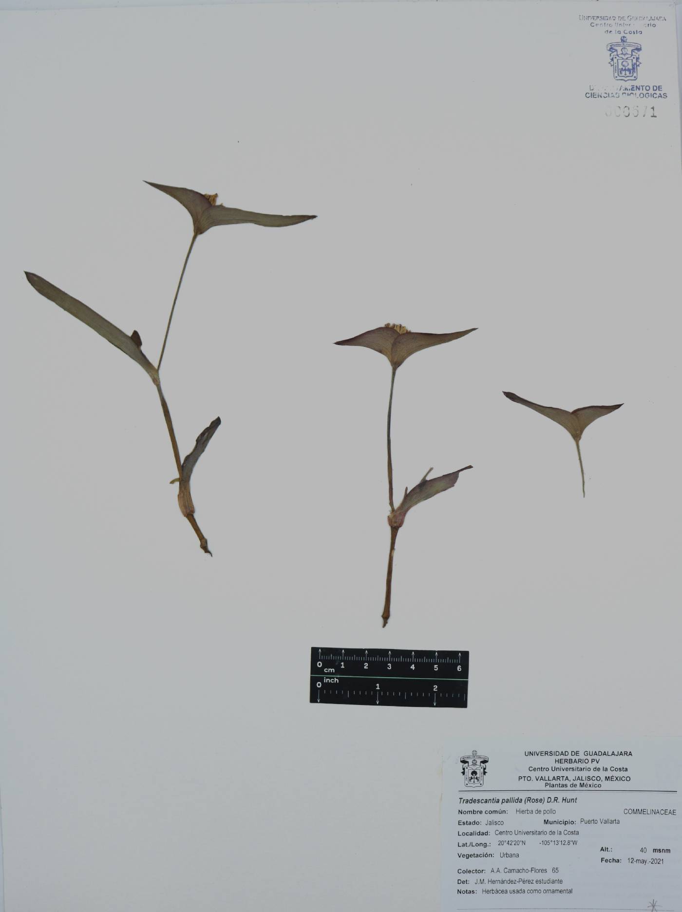 Tradescantia pallida image