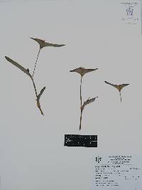 Tradescantia pallida image
