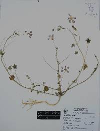 Anoda cristata image
