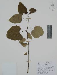 Byttneria aculeata image