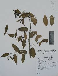 Byttneria aculeata image