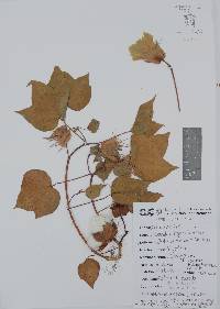 Gossypium hirsutum image