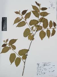 Guazuma ulmifolia image