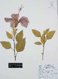 Hibiscus rosa-sinensis image
