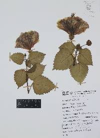 Hibiscus rosa-sinensis image