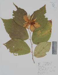 Luehea speciosa image