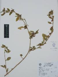 Sida spinosa image