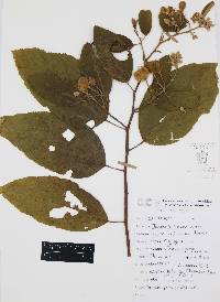 Trichospermum mexicanum image