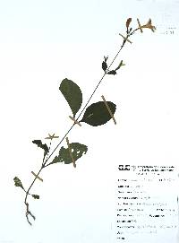 Ruellia ciliatiflora image