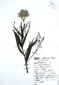 Ruellia simplex image
