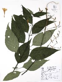 Ruellia stemonacanthoides image