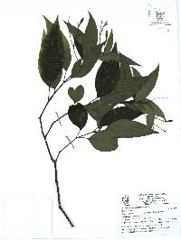 Ruellia stemonacanthoides image