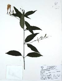 Ruellia stemonacanthoides image
