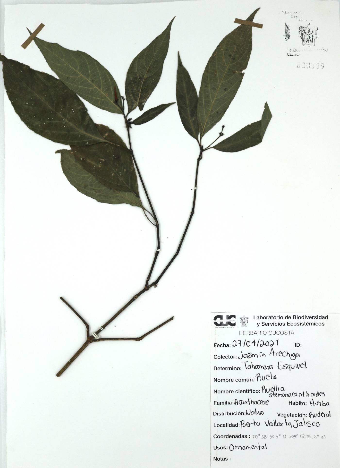 Ruellia stemonacanthoides image
