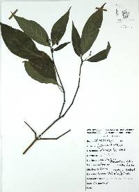 Ruellia stemonacanthoides image