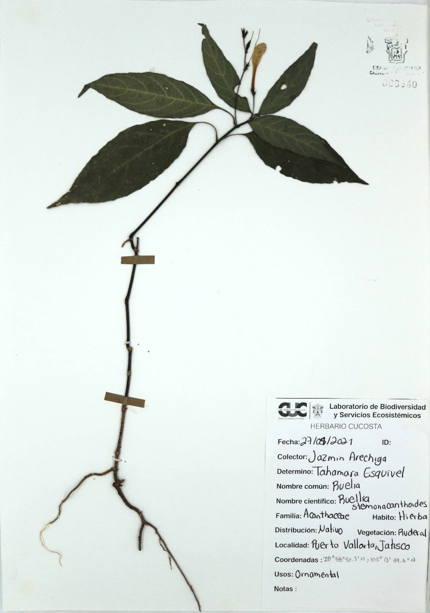 Ruellia stemonacanthoides image