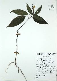 Ruellia stemonacanthoides image