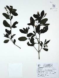 Ruellia tuberosa image