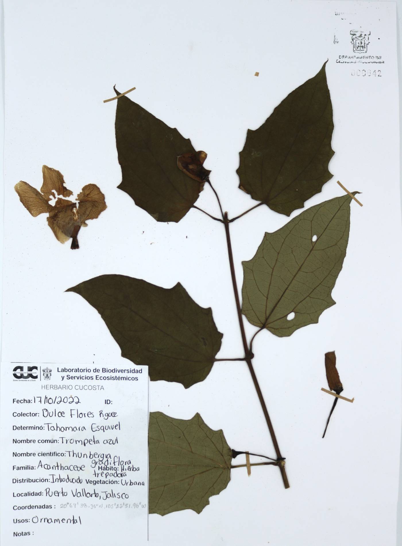 Thunbergia graminifolia image
