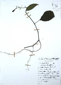 Ruellia stemonacanthoides image